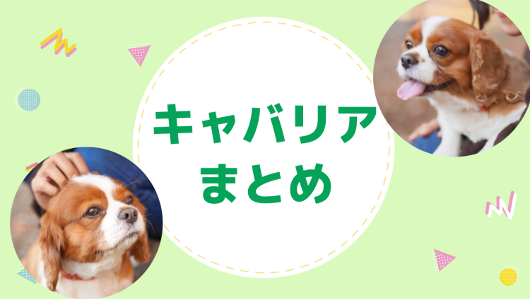 大きな耳がかわいいキャバリアちゃん！